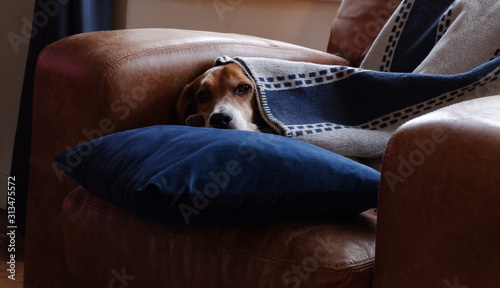 Beagle under blanket