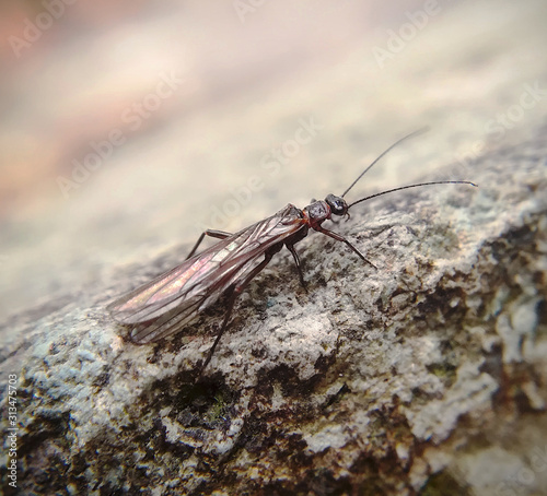 Stonefly, Plecoptera