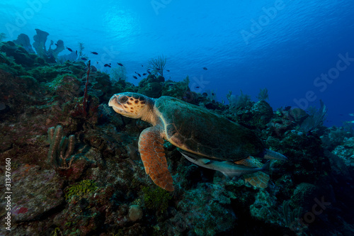 Sea Turtle © kuldive
