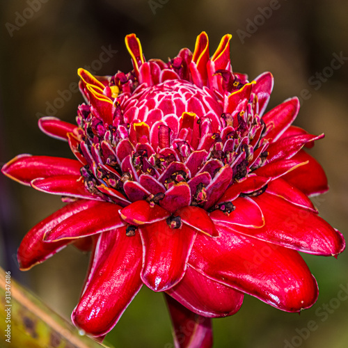 Ingwerblume Images – Browse 36 Stock Photos, Vectors, and Video | Adobe  Stock