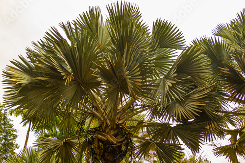 Palme in Großaufnahme © LHJ PHOTO