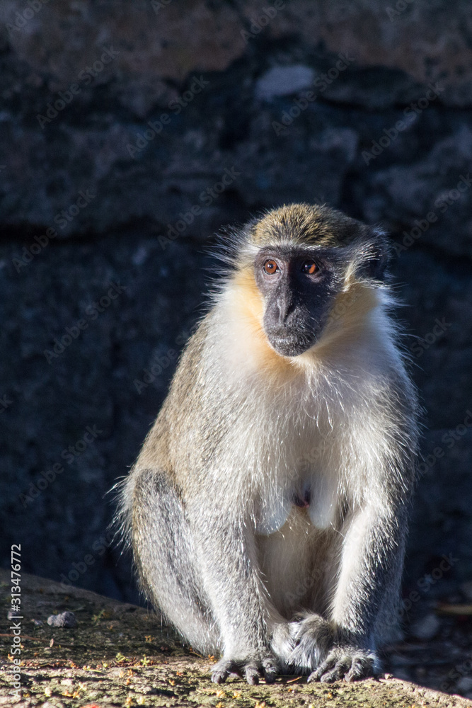 Obraz premium Observant Mother Monkey