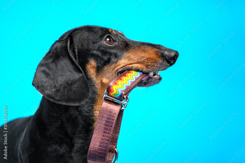 Cute black and tan dachshund holds bright colorful collar and leash in the mouth. Waiting for walk with owner. Indoors, studio, isolated on blue background, copy space.