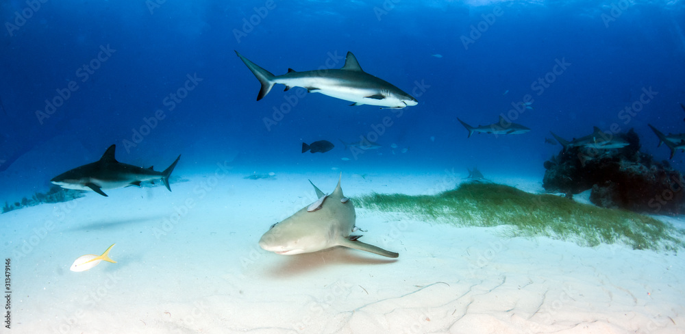 Fototapeta premium Caribbean reef shark and lemon shark at the Bahamas