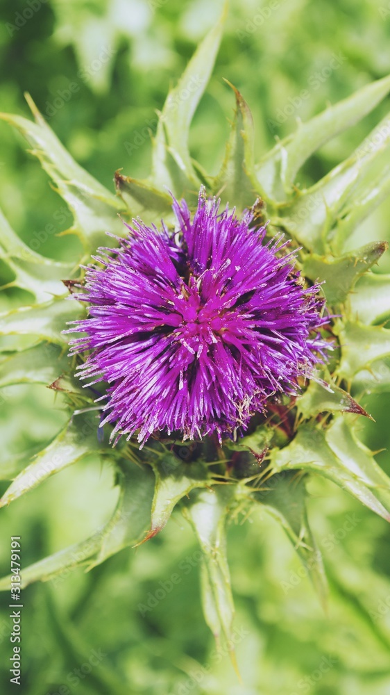 Lilac thistle flower close up. Purple flower on bright green background. Blooming meadows, wild grass and flowers concept. Natural floral botanical backdrop. Selective focus image, copy space. Lilac thistle flower close up. Purple flower on bright green background. Blooming meadows, wild grass and flowers concept. Natural floral botanical backdrop. Selective focus image, copy space.