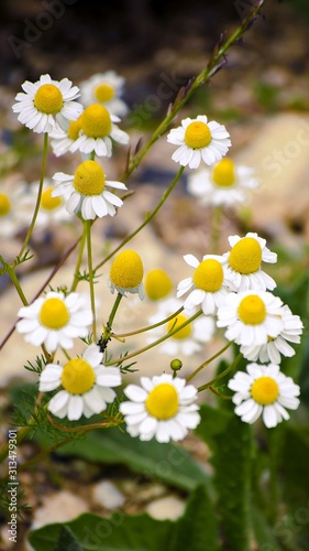 Pharmaceutical chamomile or Chamomile medicinal or Chamomile trimmed (Matricaria chamomilla). wildflowers with white petals, yellow stamens and pistils.Blooming meadows, wild grass. Selective focus