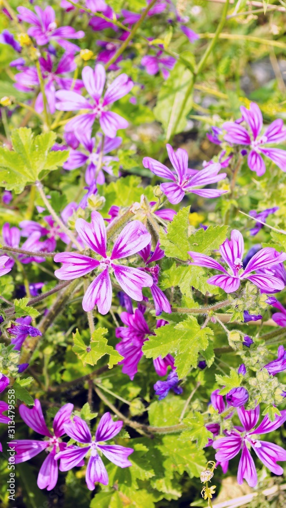 Beautiful blue, purple and pink flowers on green background close-up. Blooming meadows, wild grass and flowers concept. Natural floral botanical backdrop. Selective focus. Copy space. Beautiful blue, purple and pink flowers on green background close-up. Blooming meadows, wild grass and flowers concept. Natural floral botanical backdrop. Selective focus. Copy space.