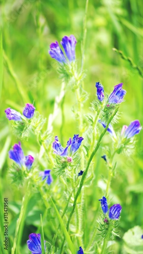 Beautiful blue, purple and pink flowers on green background close-up. Blooming meadows, wild grass and flowers concept. Natural floral botanical backdrop. Selective focus. Copy space.