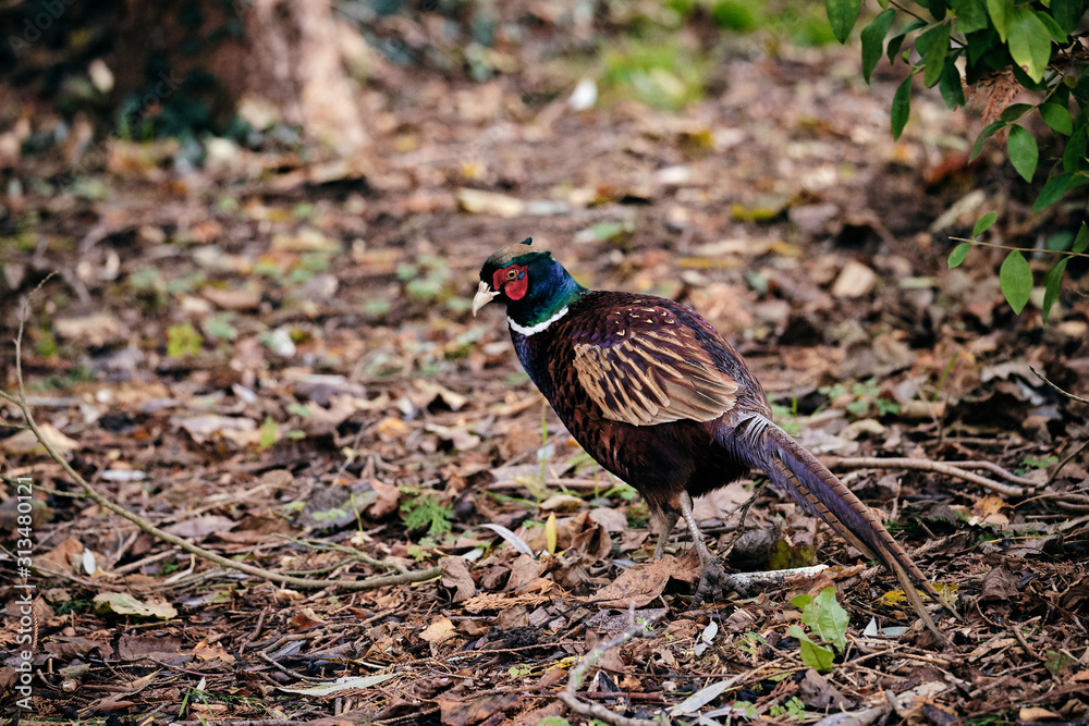 Male red neck pheasant exploring a domestic garden Male red neck pheasant exploring a domestic garden