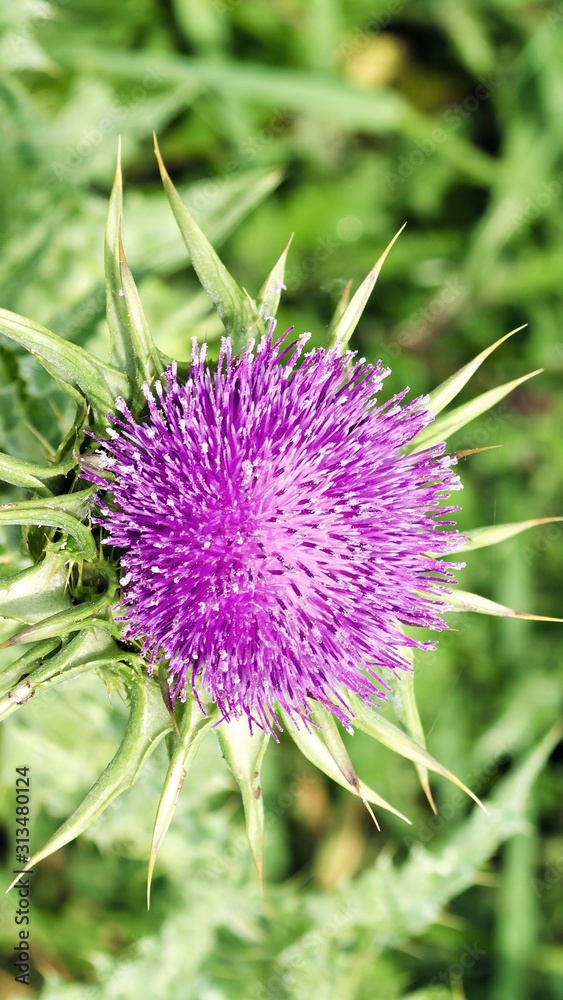 Lilac thistle flower close up. Purple flower on bright green background. Blooming meadows, wild grass and flowers concept. Natural floral botanical backdrop. Selective focus image, copy space. Lilac thistle flower close up. Purple flower on bright green background. Blooming meadows, wild grass and flowers concept. Natural floral botanical backdrop. Selective focus image, copy space.