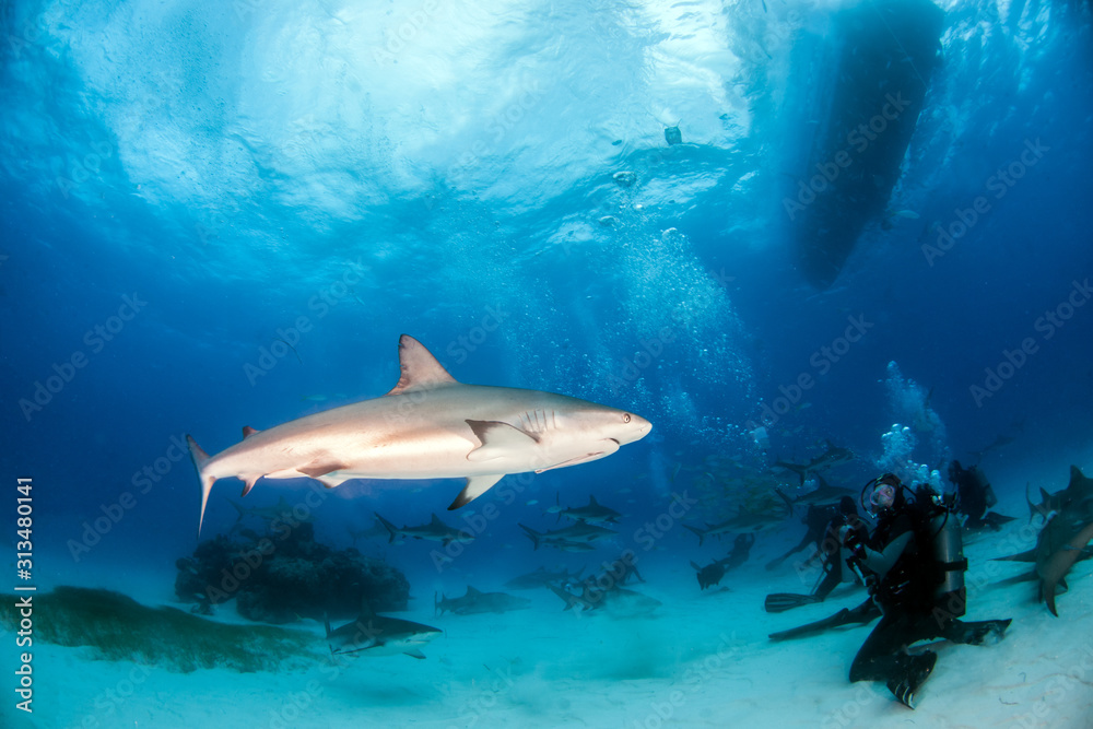 Obraz premium Caribbean reef shark at the Bahamas