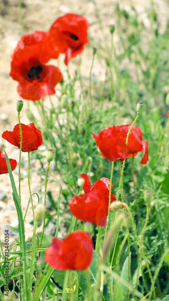 Fototapeta premium Wild red poppies in field. Wildflowers with bright purple and scarlet petals close-up. Blooming meadows, wild grass and flowers concept. Natural floral botanical backdrop. Selective focus