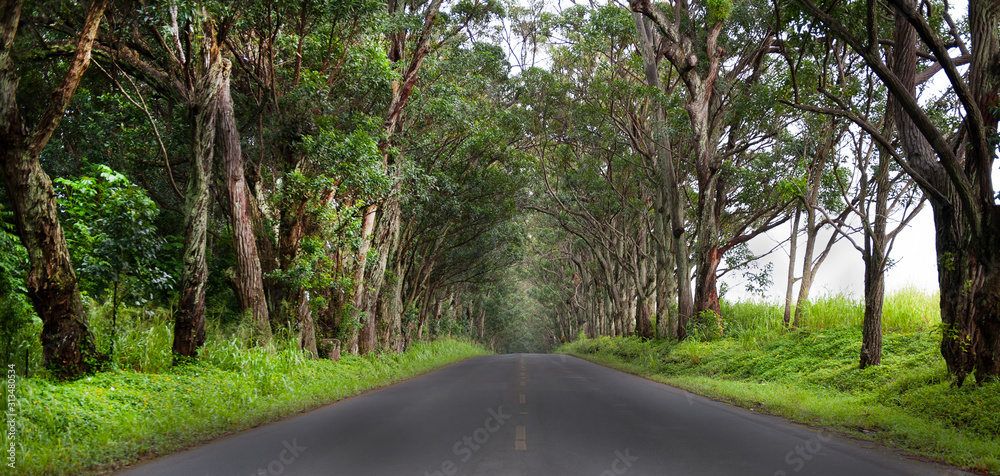 tree covered road in kauai, panoramic tree covered road in kauai, panoramic