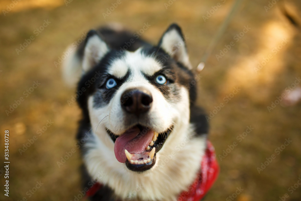 Portrait of gorgeous dog breeds husky in summer day
