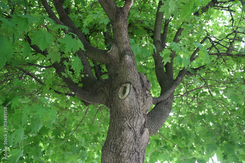 green trees in a city park in summer