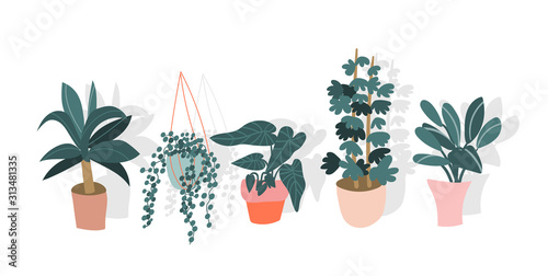 Potted plants collection. succulents and house plants. hand drawn vector art. Set of house indoor plant vector cartoon doodle.