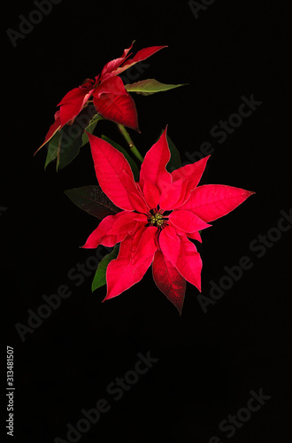 Primo piano del fiore rosso della stella di Natale, anche conosciuto come la stella di Natale o la stella di Bartolomeo isolata su fondo scuro. Concetto di vacanze invernali di Natale.