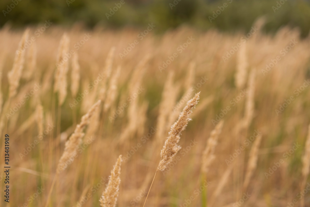 Savannah grass field in sun backlight,Twinkle with sunlight at noon.