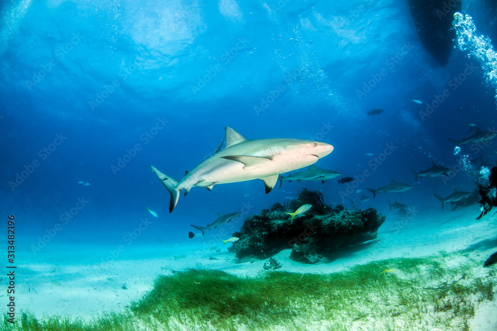 Fototapeta premium Caribbean reef shark at the Bahamas