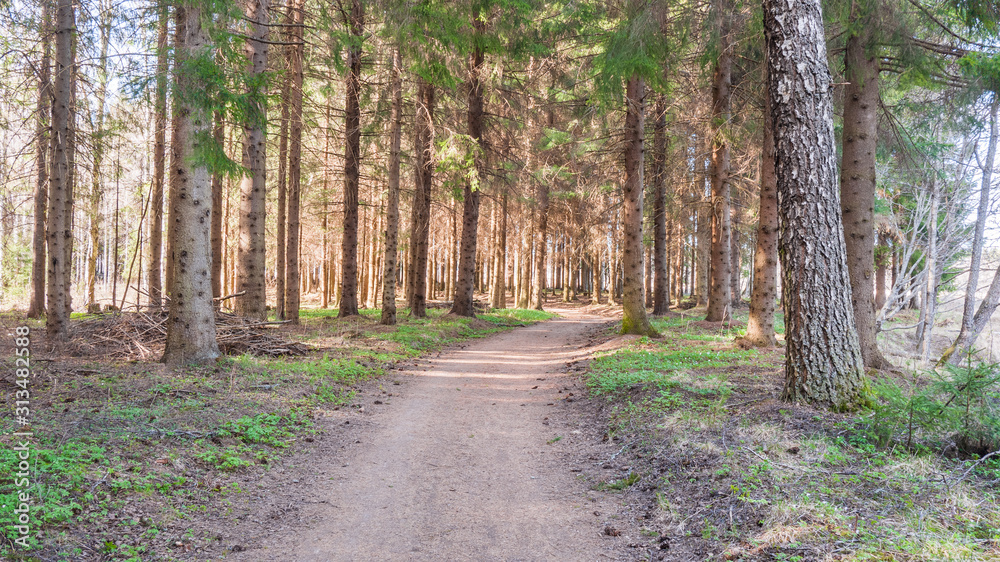 Forest in early spring in the central part of Sweden.