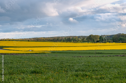 beautiful rapeseed field and cloudy sky in the spring in Oland, Sweden
