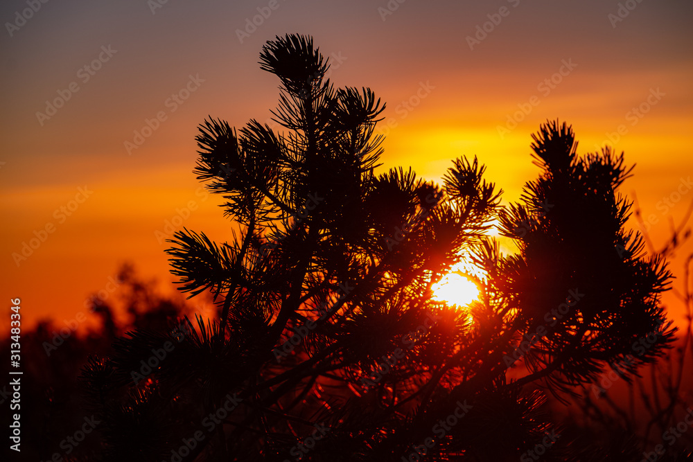 pine tree sunrise