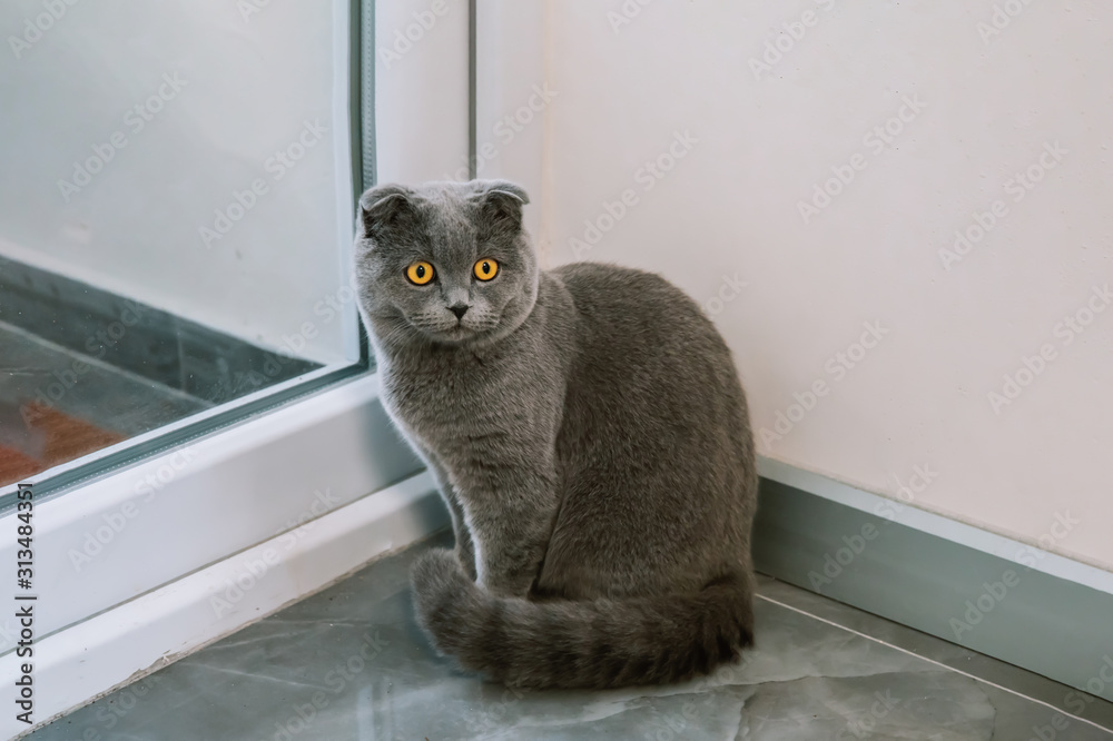 Cute and beautiful cat looking at camera. This is british shorthair or scottish  fold gray cat. foto de Stock | Adobe Stock