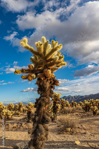 Cholla Cactus photo