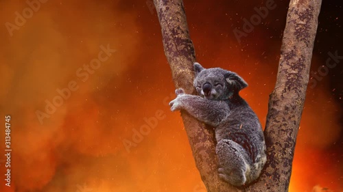 Koala Bear In Tree Caught In The Fire