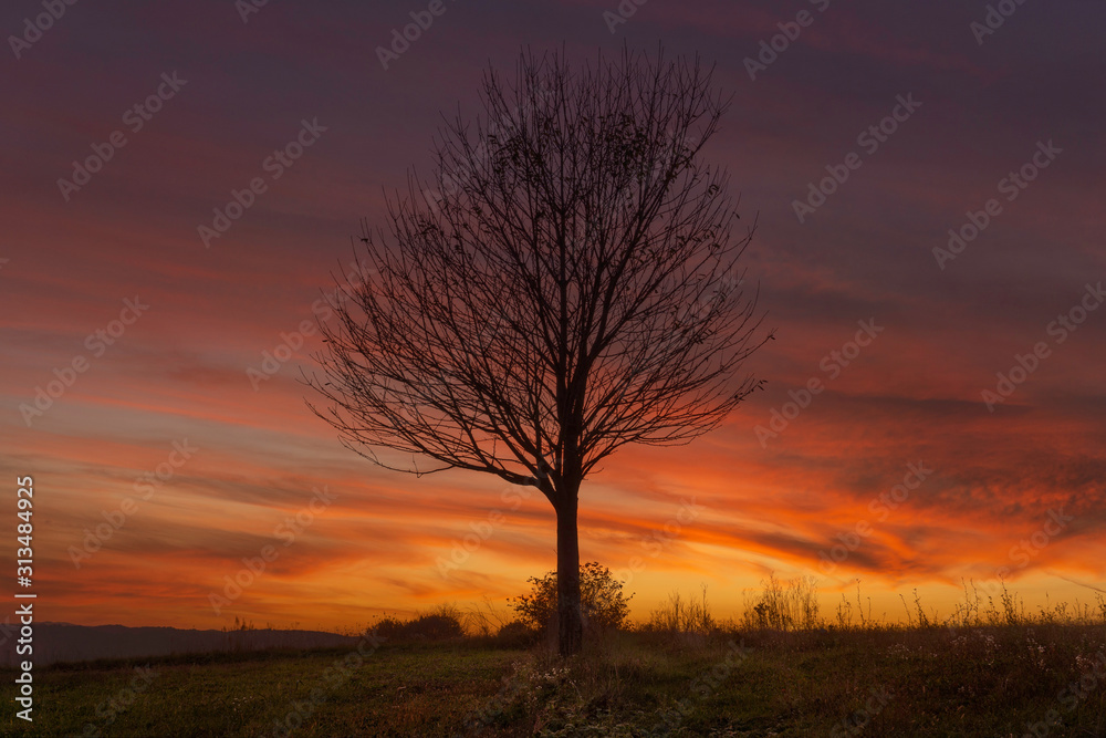 single lonely tree in the sunset single lonely tree in the sunset
