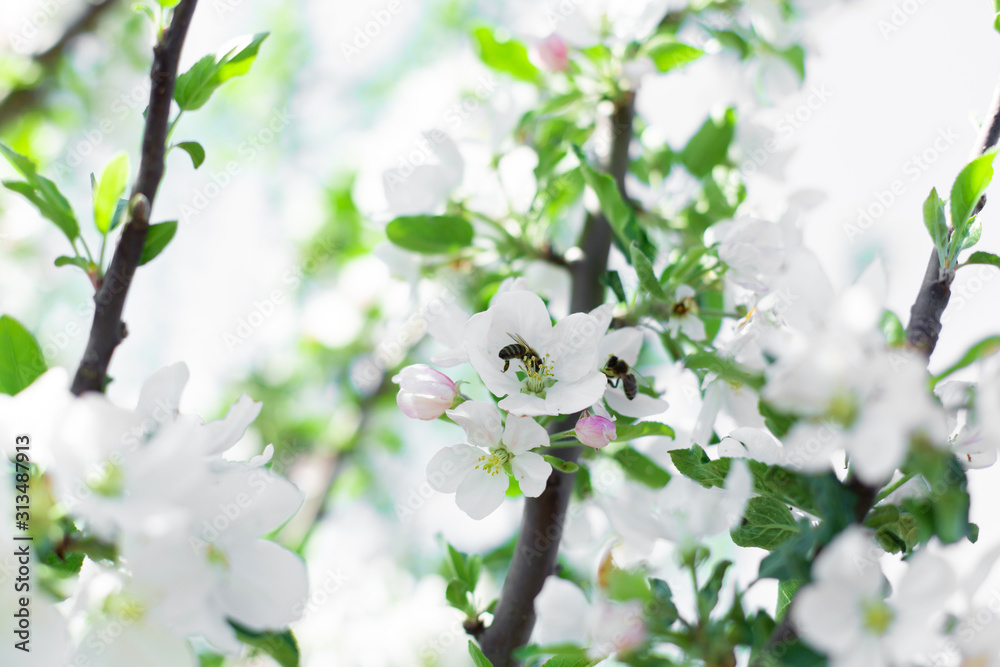 blooming flowers on tree branches close up blooming flowers on tree branches close up