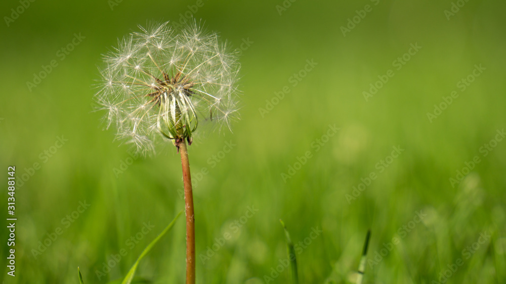 Fototapeta premium dandelion on background of green grass
