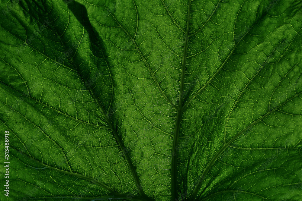 Fototapeta premium texture of green leaf