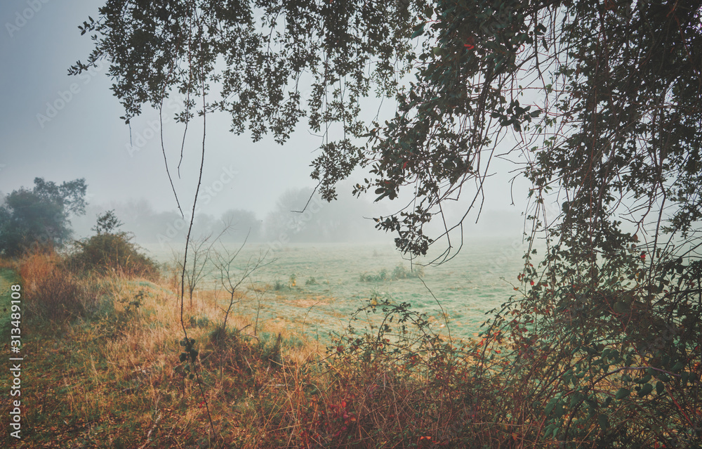 Beautiful mystical landscape with fog in autumn.
