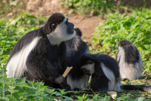 Prague ZOO