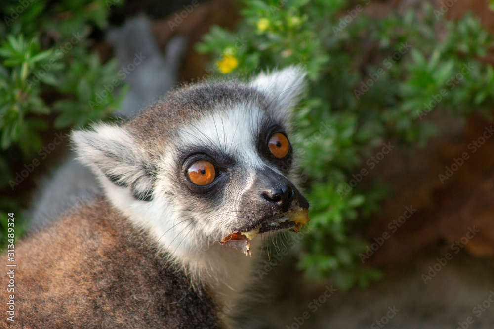 Obraz premium Lemur eating