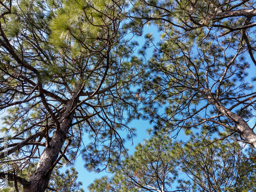 Longleaf Pines Reaching for the Sky