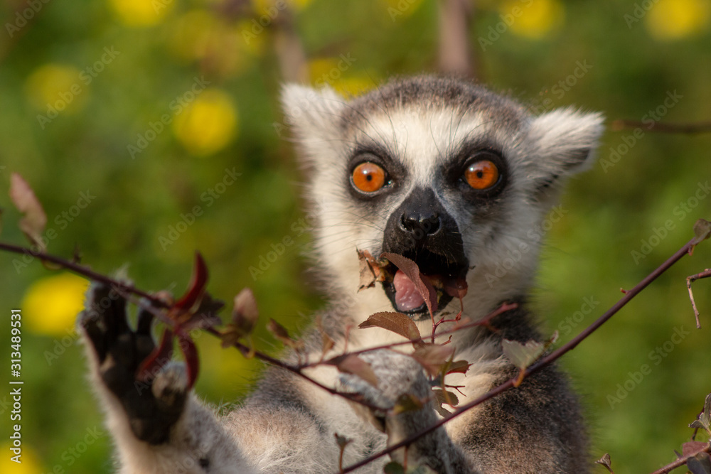 Fototapeta premium Lemur eating