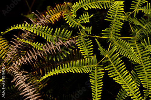 Dicranopteris linearis