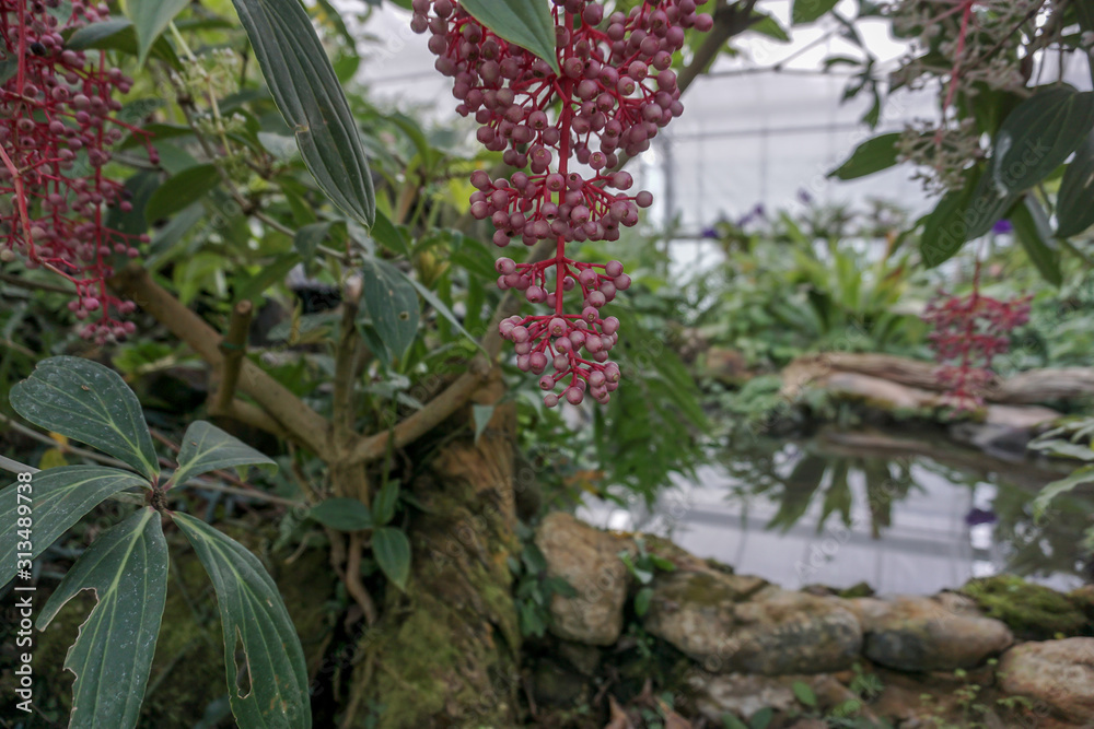 Beautiful red and white flowers in the garden