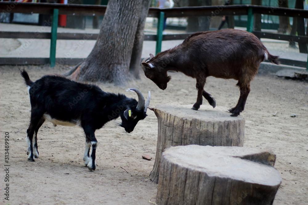 young goats butt for a stump