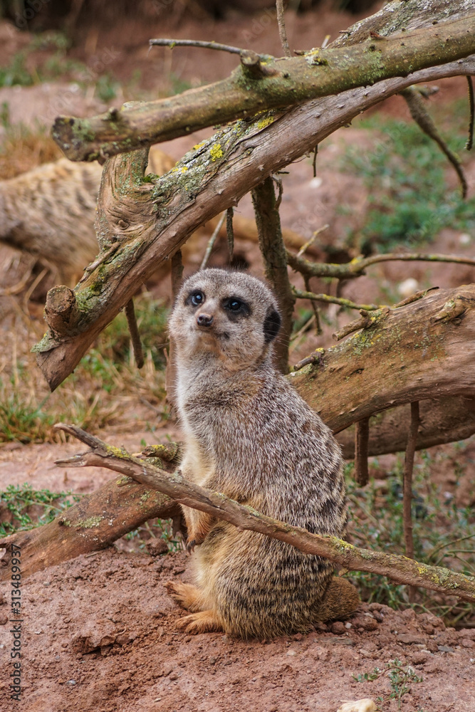 Fototapeta premium A cute meerkat on guard
