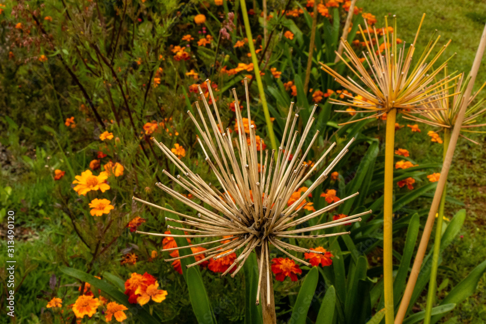 flor de campo barba de bode Tragopogon porrifolius flor de campo barba de bode Tragopogon porrifolius