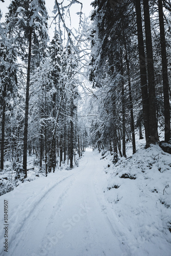 Forest in snow with a path in winter