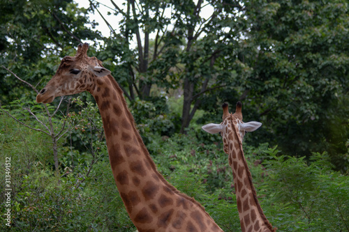 Canvas Print Dresden ZOO
