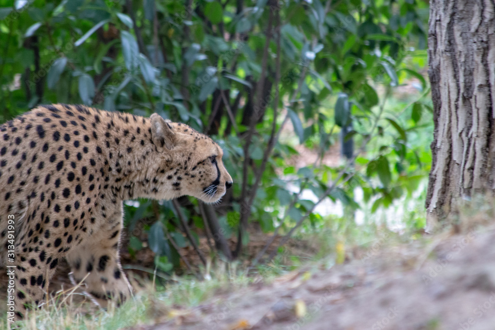 Obraz premium Dresden ZOO