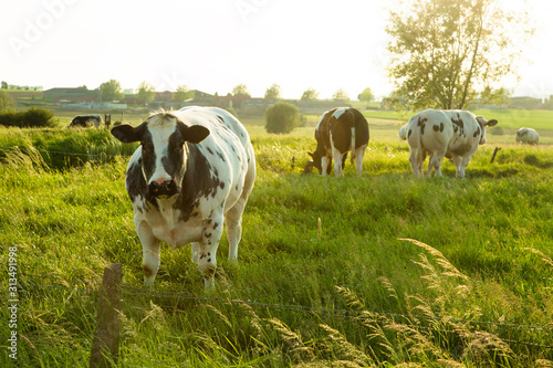 Herd of belgian blue cows graze on the open green meadows at sunset and one of them looks at camera photo