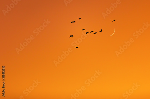 Pelicans fly past a crescent moon during the orange cast of sunset off the coast of Northern California