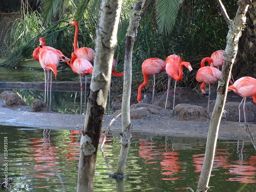 Pink flamingo beautiful bird  in water