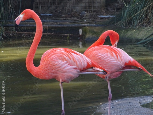 Pink flamingi beautiful colour in water